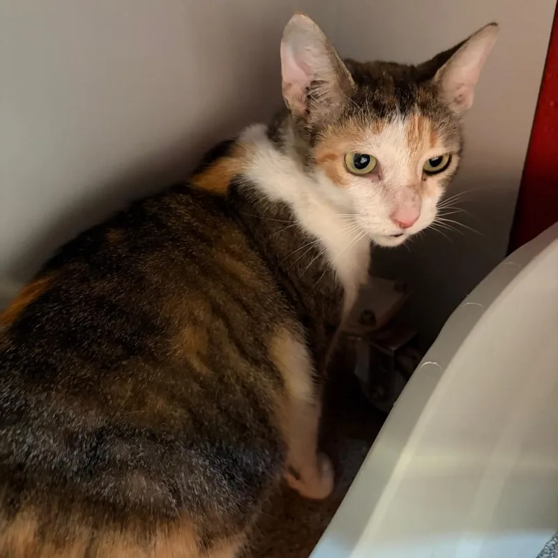 An adult large-sized female Calico Domestic Short Hair cat named Molly for adoption in Sarasota, FL
