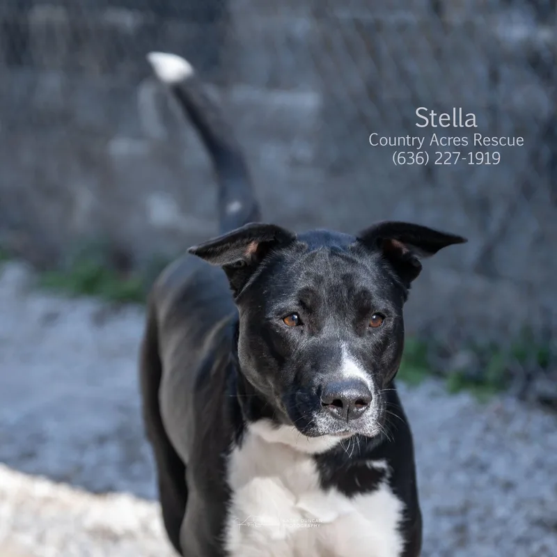 Stella thumbnail 3