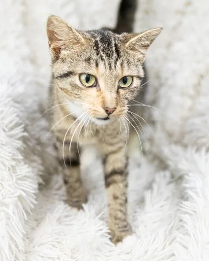 A young medium-sized female Domestic Short Hair cat named Moana for adoption in Bedford, IN