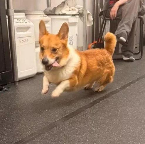 A young small-sized male Yellow / Tan / Blond / Fawn Corgi dog named Ricky for adoption in Youngstown, OH