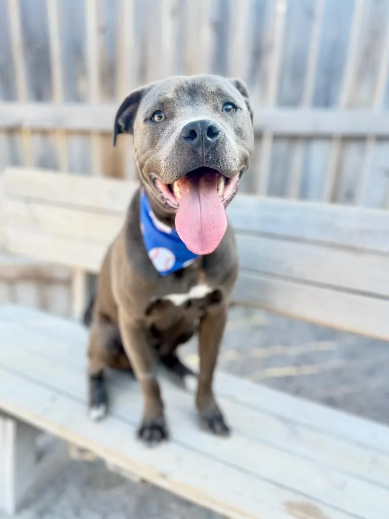 A young medium-sized male Mixed Breed dog named Boulder for adoption in Muskegon, MI