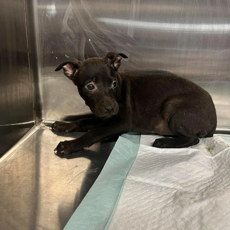 A baby small-sized female Black Mixed Breed dog named Lexus for adoption in Alexandria, VA