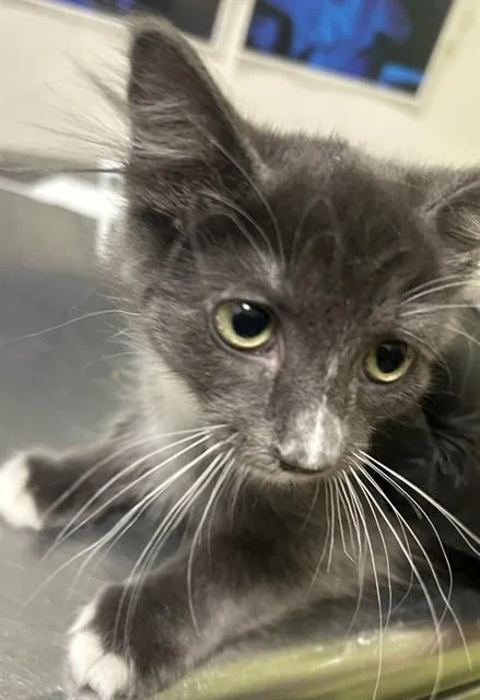 A baby small-sized female Domestic Short Hair cat named Kusoko for adoption in Pueblo, CO