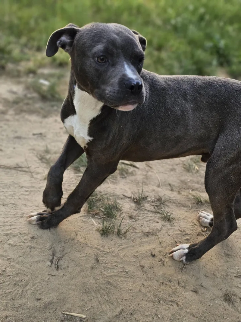 A young medium-sized male Gray / Blue / Silver Bulldog dog named Malik for adoption in Fort Payne, AL