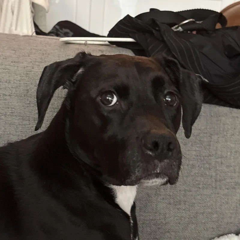 An adult medium-sized male Black American Staffordshire Terrier dog named OzOtis for adoption in New York, NY