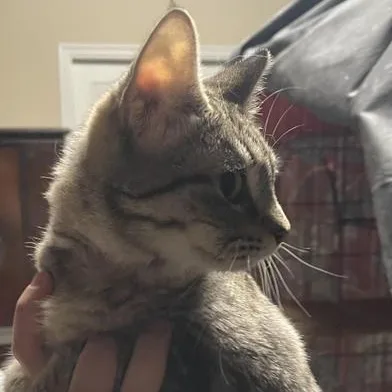 A baby small-sized female Tabby (Gray / Blue / Silver) Domestic Short Hair cat named Kiwi for adoption in Liverpool, TX