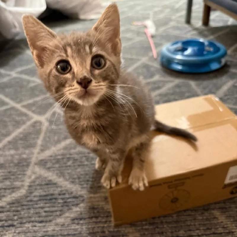A baby small-sized female Gray / Blue / Silver Domestic Short Hair cat named Fable for adoption in Pasadena , MD