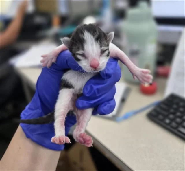 A baby medium-sized female Domestic Short Hair cat named Meeny for adoption in Dallas, TX