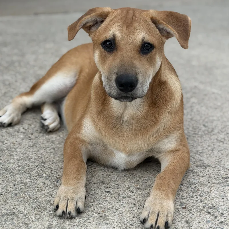 A baby large-sized female Labrador Retriever dog named Muffin for adoption in Krum, TX