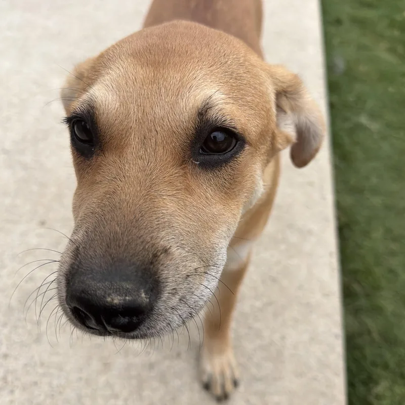 Muffin thumbnail 6