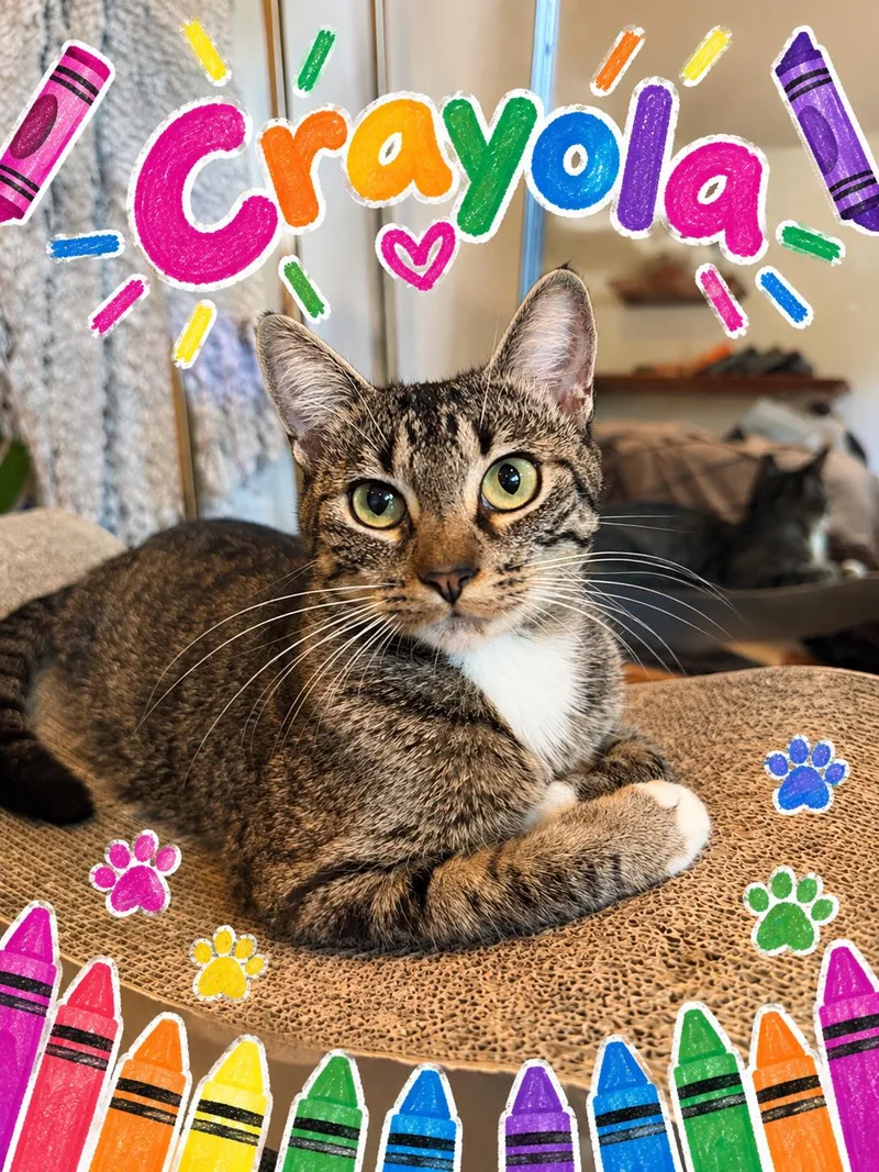 An adult medium-sized female Domestic Short Hair cat named Crayola for adoption in Blaine, MN