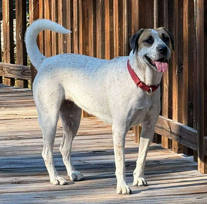 Gingersnap thumbnail 2