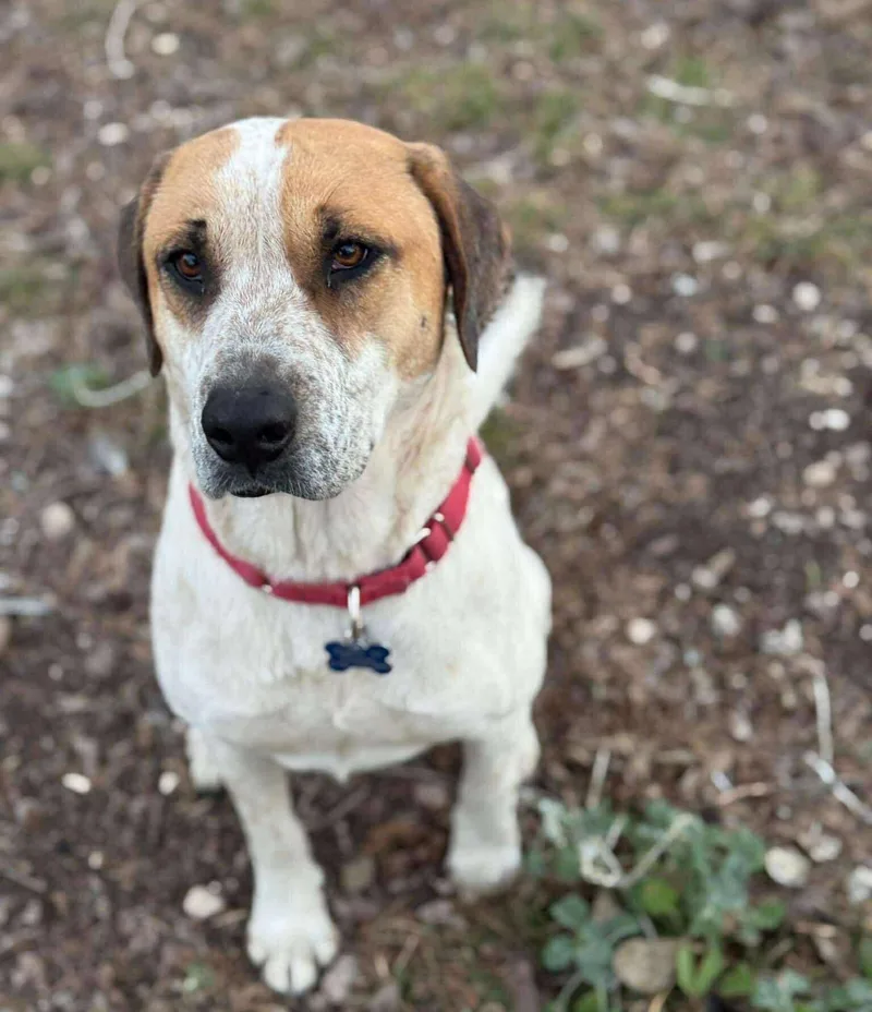 Gingersnap thumbnail 3