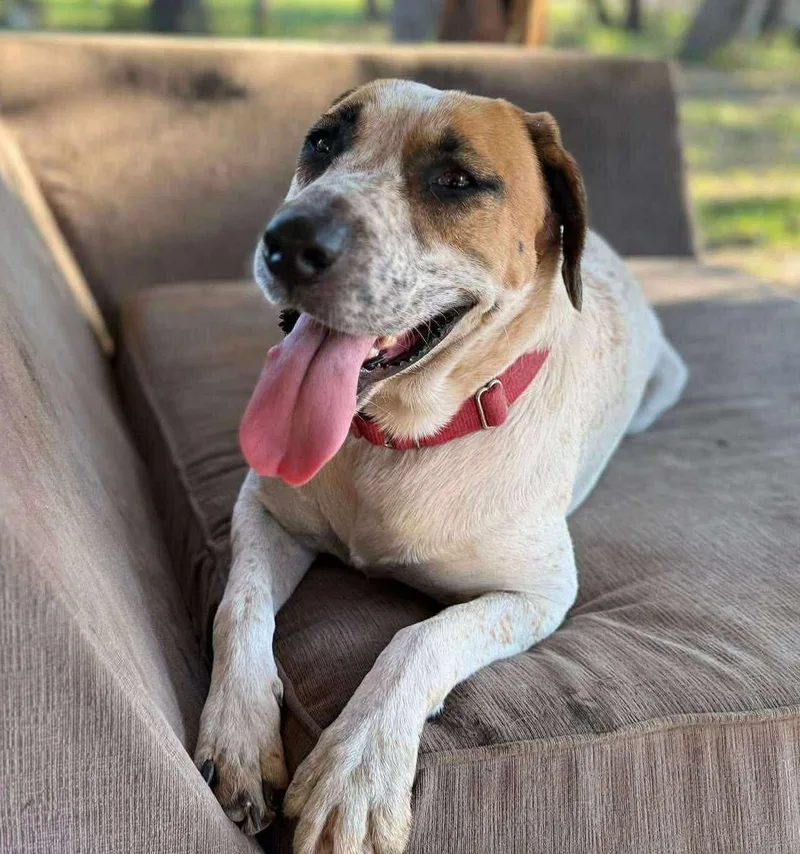 Gingersnap thumbnail 4