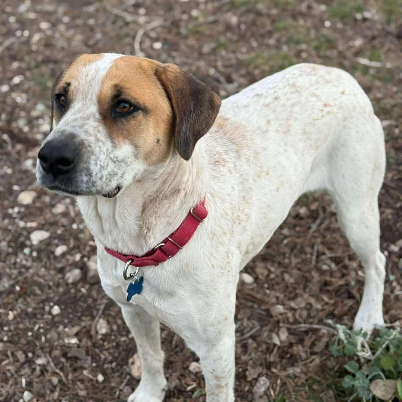 Gingersnap thumbnail 6