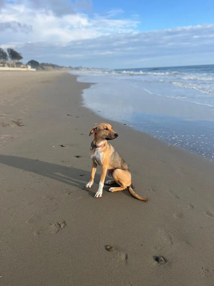 A baby medium-sized female Tricolor (Brown, Black, & White) Mixed Breed dog named Nairobi  Money Heist for adoption in San Diego, CA
