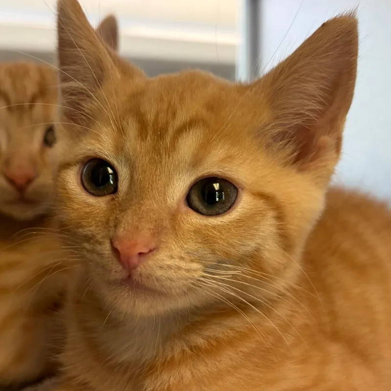 A baby small-sized male Torbie Domestic Short Hair cat named Leo for adoption in Red House, WV