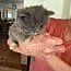A baby medium-sized male Gray & White Domestic Long Hair cat named Aristocat for adoption in Tehachapi, CA