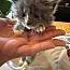 Aristocat thumbnail 2
