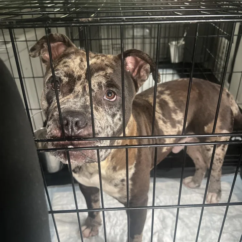 A young medium-sized male Brown / Chocolate Pit Bull Terrier dog named Stubble for adoption in LOXAHATCHEE, FL
