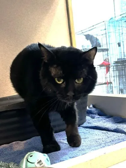 An adult medium-sized male Domestic Short Hair cat named Thanatos for adoption in Palm Coast, FL