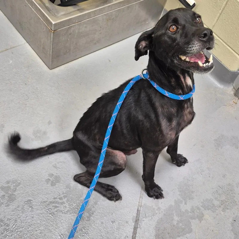 An adult medium-sized male Black Mixed Breed dog named Draco for adoption in Columbus, GA