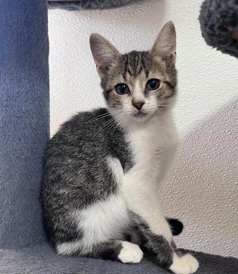 A baby small-sized female Domestic Short Hair cat named Roo for adoption in McPherson, KS