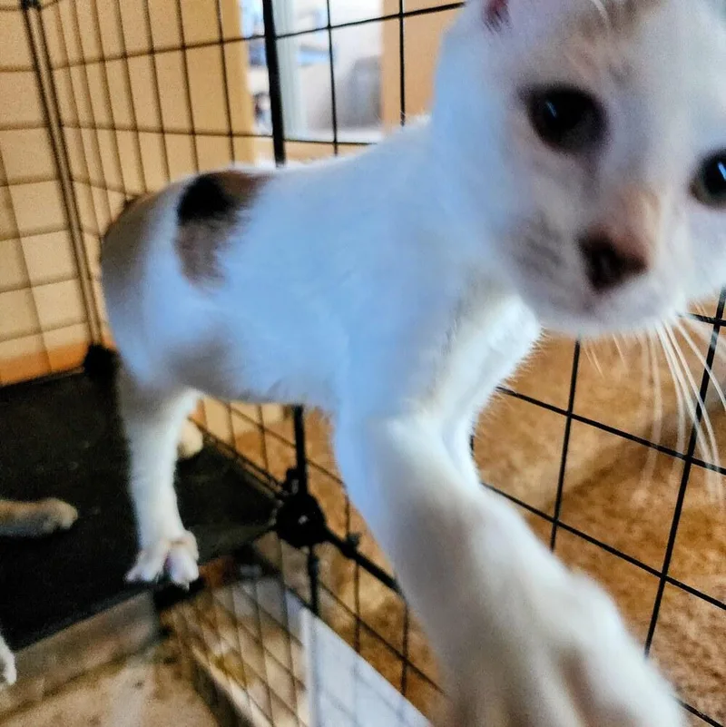 A baby small-sized female Orange & White Domestic Short Hair cat named Roxie for adoption in Albuquerque, NM