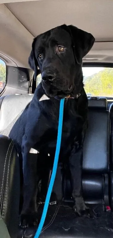 A young large-sized male Black Labrador Retriever dog named Ranger for adoption in Georgetown, OH