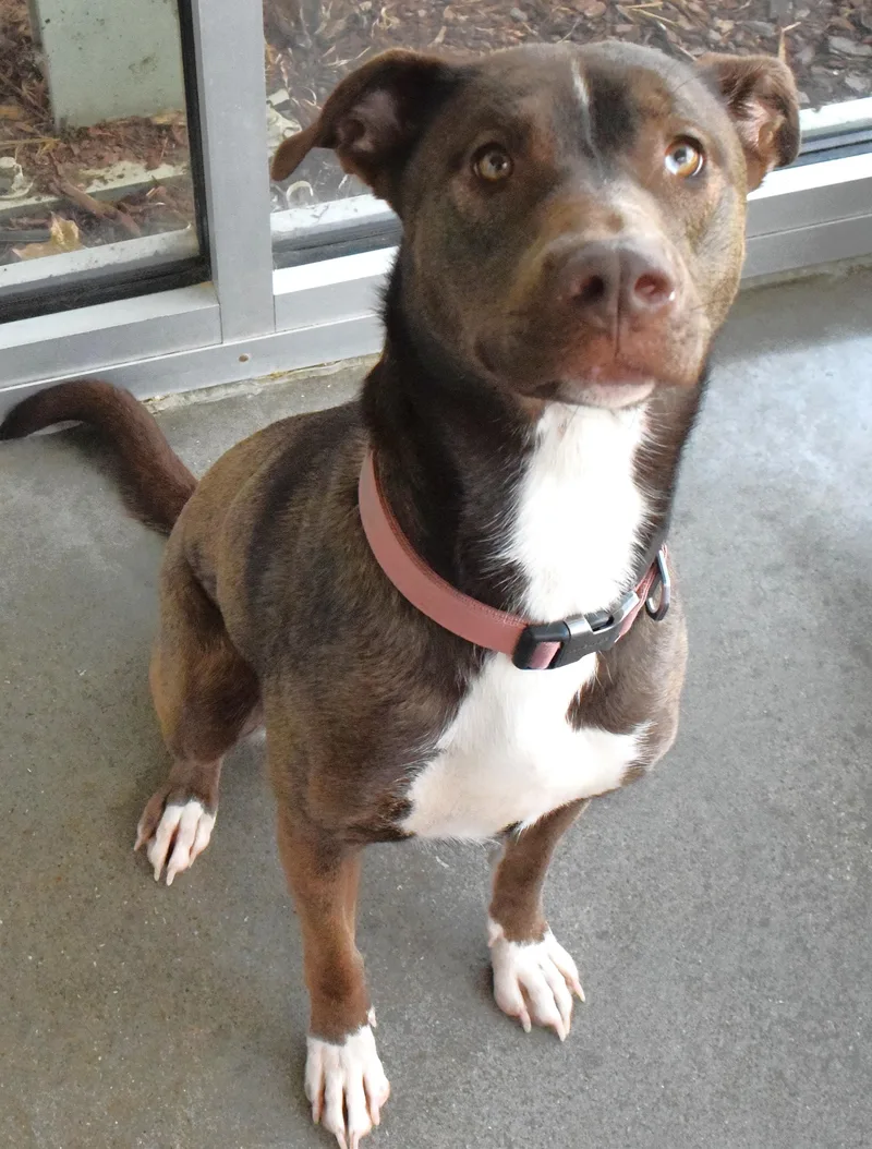 An adult medium-sized female Brown / Chocolate Pit Bull Terrier dog named 22501 for adoption in Broken Arrow, OK