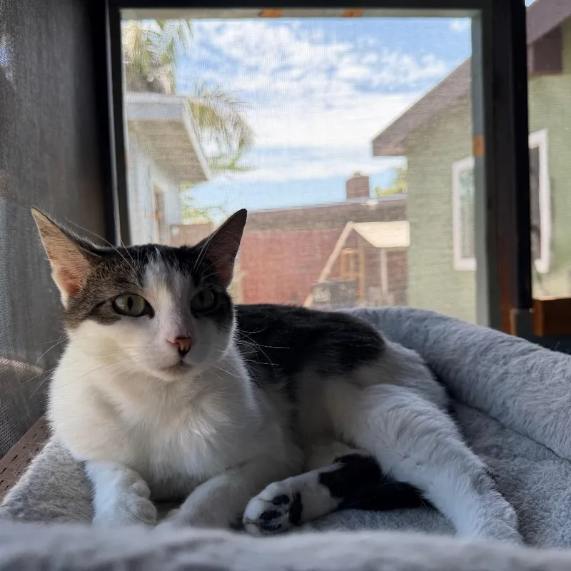 An adult small-sized female Gray / Blue / Silver Domestic Short Hair cat named Nugget for adoption in Long Beach, CA
