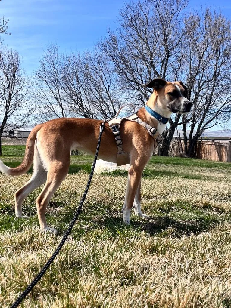 Marigold thumbnail 2