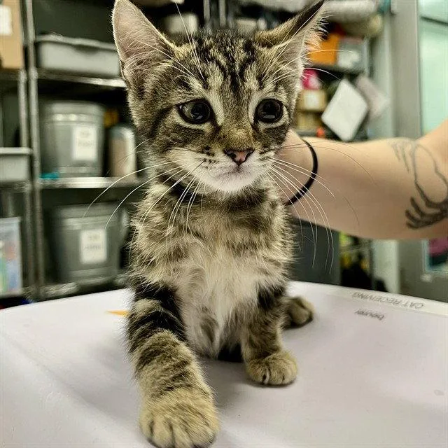 A baby small-sized female Brown / Chocolate Domestic Short Hair cat named Lobster for adoption in Tavares, FL
