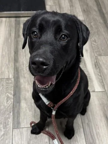 A young medium-sized male Labrador Retriever dog named Debarkus for adoption in Redlands, CA
