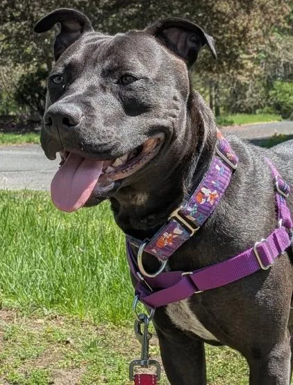 An adult medium-sized female Black Pit Bull Terrier dog named Zara for adoption in Albany, NY