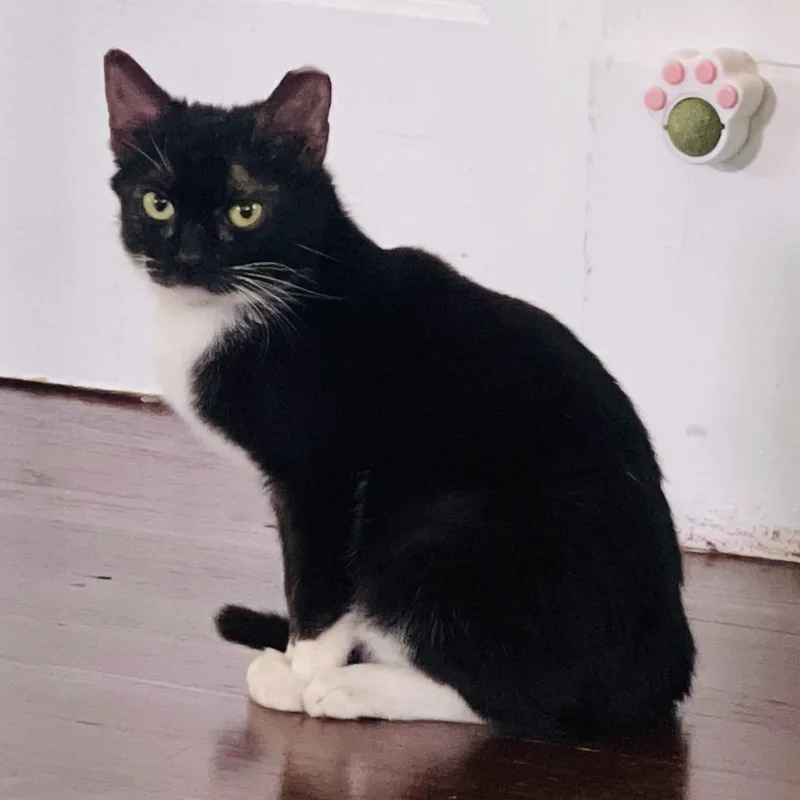 A young small-sized male Black Domestic Short Hair cat named Dude Jr for adoption in Waco, TX