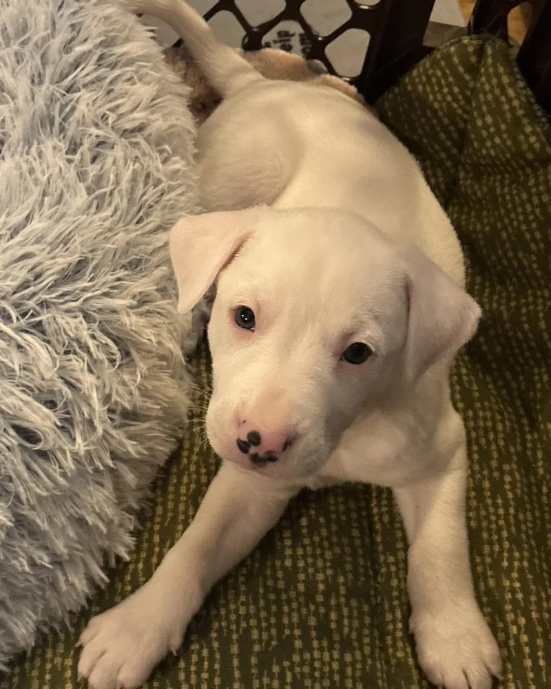 A young medium-sized male White / Cream Mixed Breed dog named Johnny for adoption in Grafton, MA