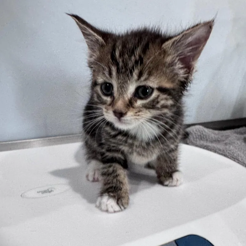 A baby small-sized female Brown / Chocolate Domestic Short Hair cat named Blue for adoption in Fairmont, WV