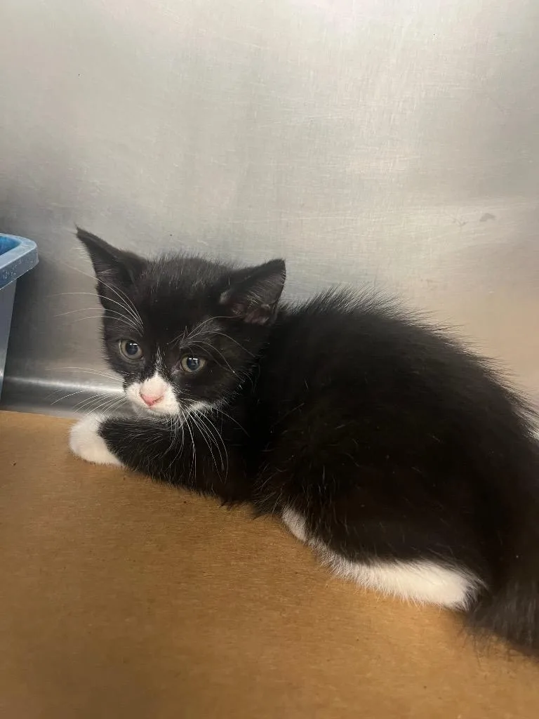A baby small-sized female Domestic Short Hair cat named Bridgett for adoption in Cartersville , GA