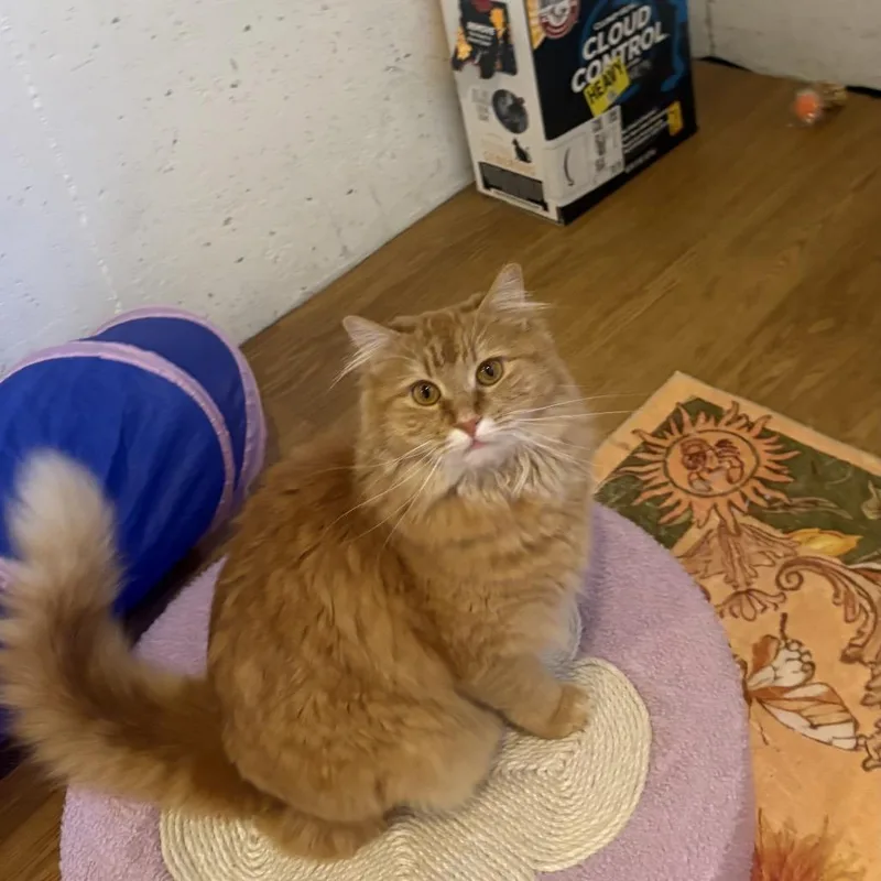 An adult small-sized female Orange / Red Domestic Medium Hair cat named Holly for adoption in Silver Spring, MD