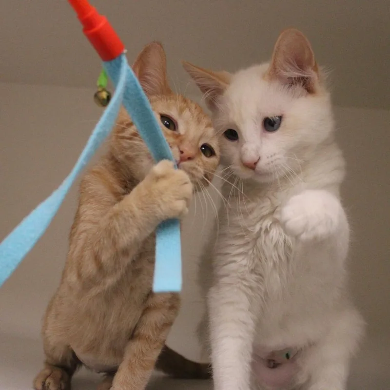 A baby small-sized female Domestic Medium Hair cat named Mojo Jojo for adoption in Champaign, IL