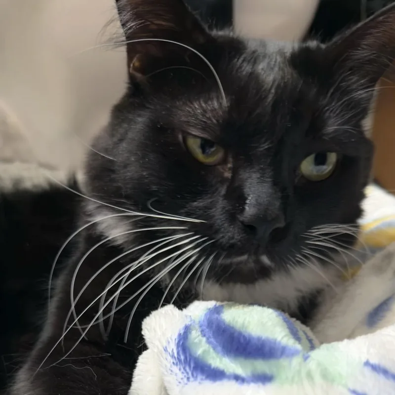 An adult small-sized male Black Domestic Long Hair cat named Pistachio for adoption in Long Beach, CA