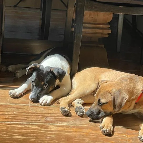 A baby small-sized male Yellow / Tan / Blond / Fawn Mixed Breed dog named Jack for adoption in New York, NY