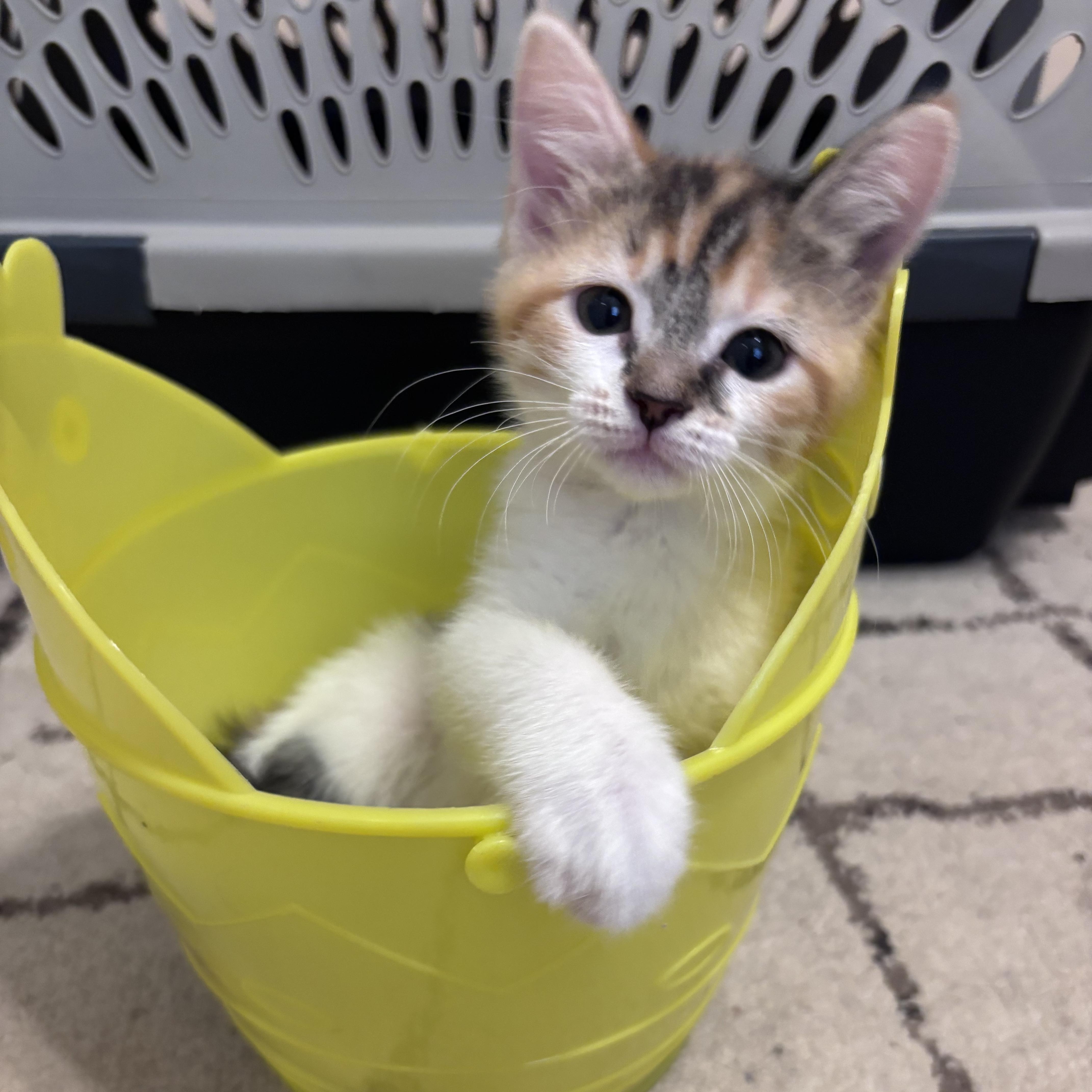 A baby medium-sized female Calico cat named Callie for adoption in Wyandotte, MI