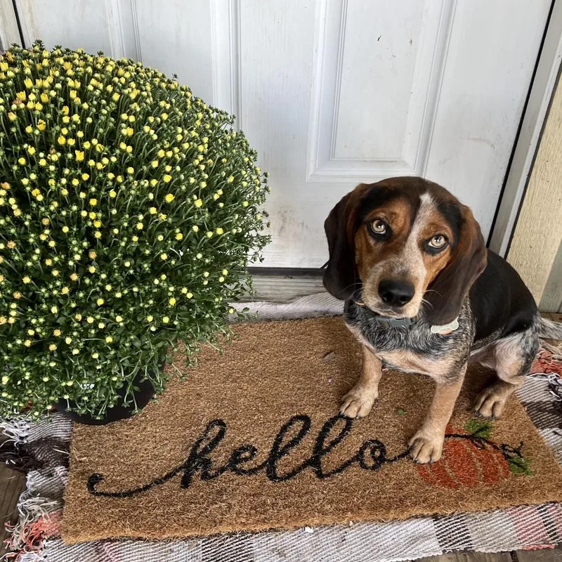An adult small-sized male Gray / Blue / Silver Beagle dog named Beans for adoption in Austin, TX