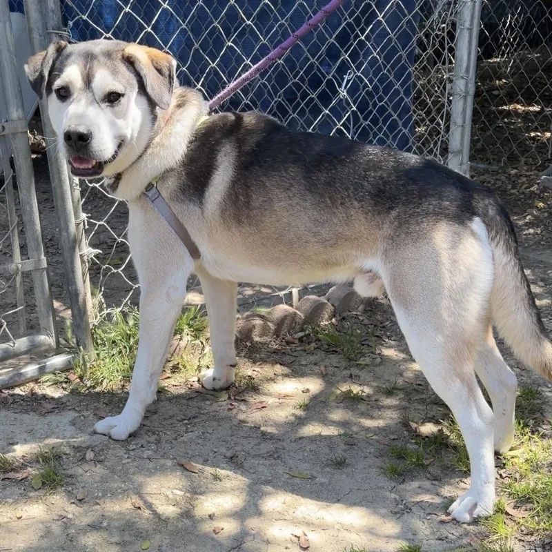 An adult medium-sized male Black Shepherd dog named Greyson for adoption in Ojai, CA
