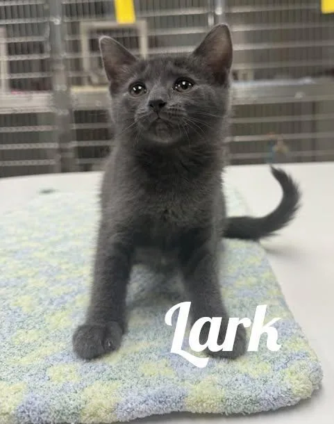 A baby medium-sized female Gray / Blue / Silver Domestic Short Hair cat named Lark for adoption in Manistee, MI
