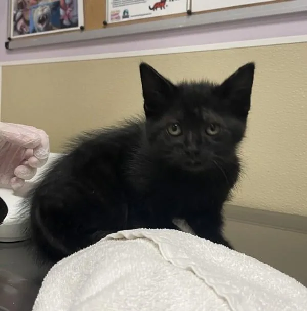 A baby small-sized female Domestic Short Hair cat named Ephiné for adoption in Vancouver, WA