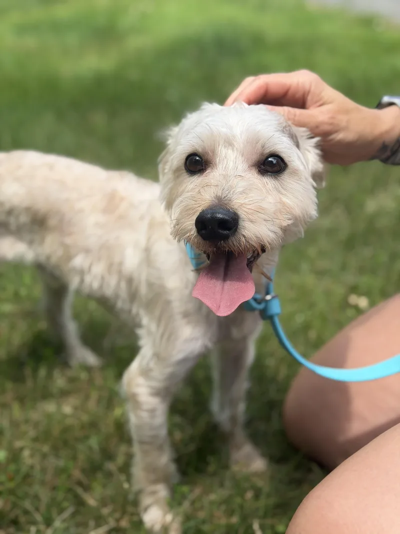 A young small-sized male Yorkshire Terrier dog named Prince for adoption in Mahwah, NJ