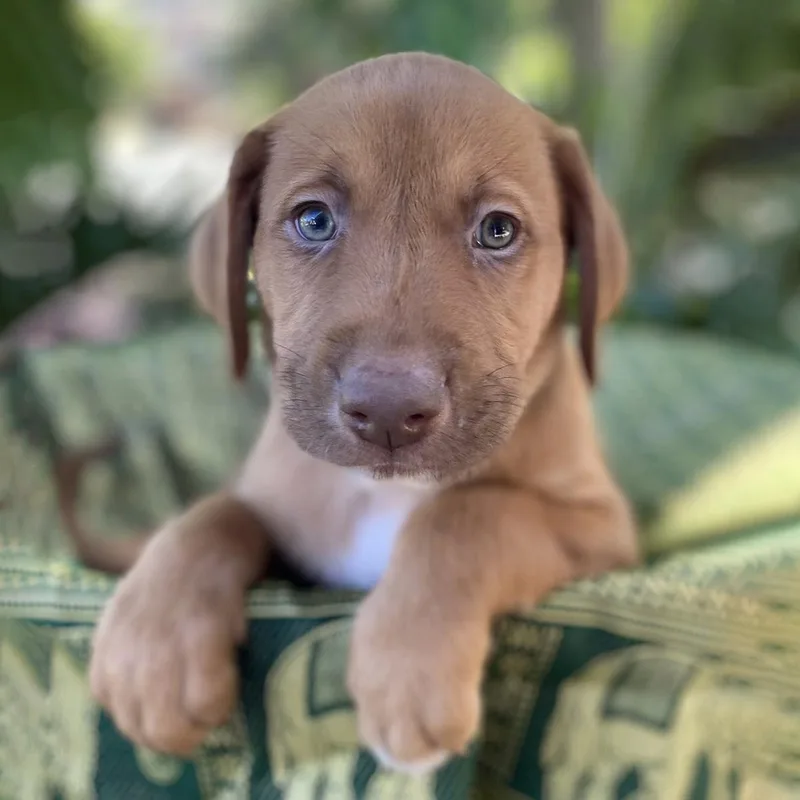 A baby large-sized male Shepherd dog named Africa Pup  Angola for adoption in San Diego, CA